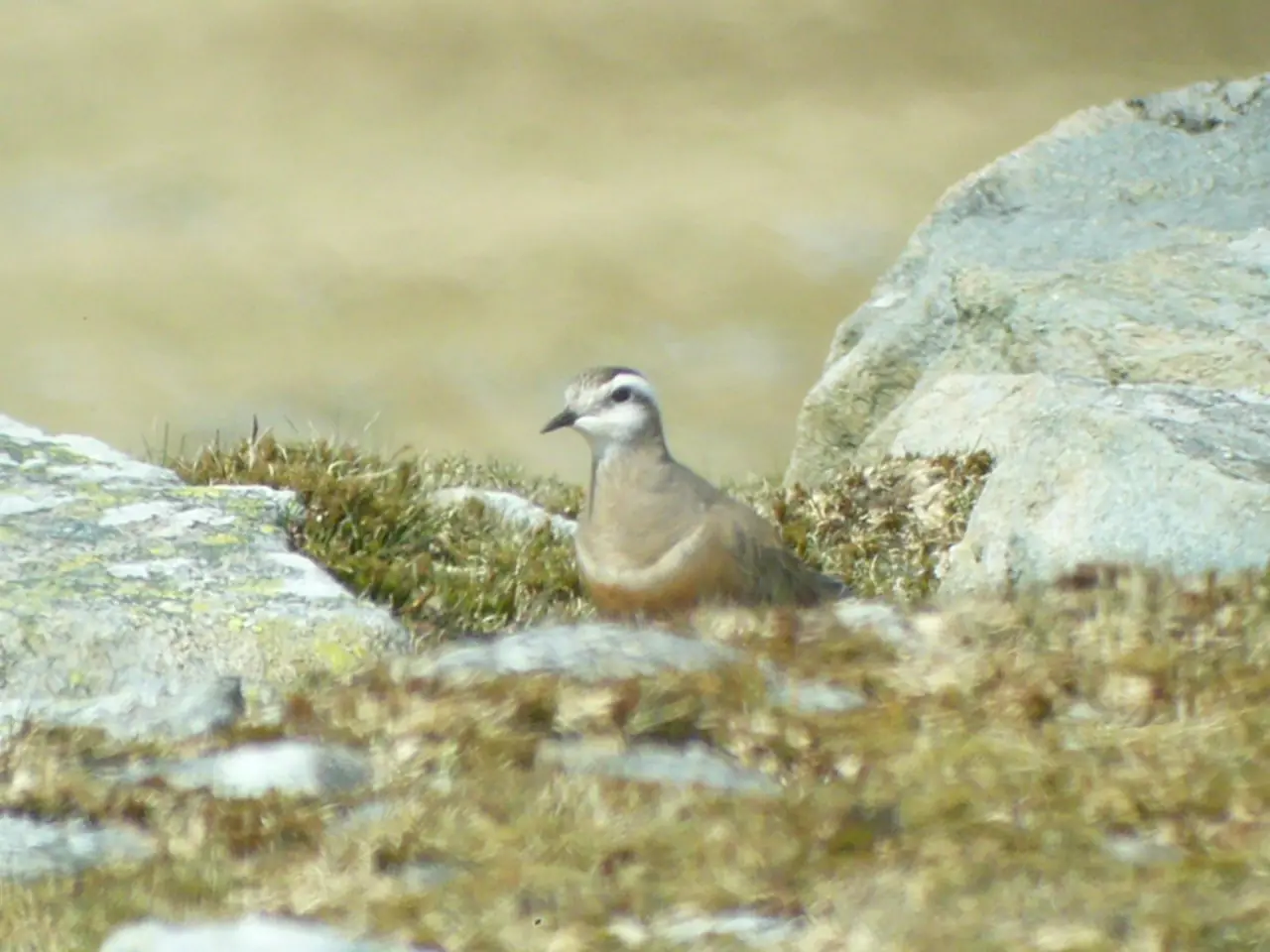Dotterel between rocks, Foel Fras